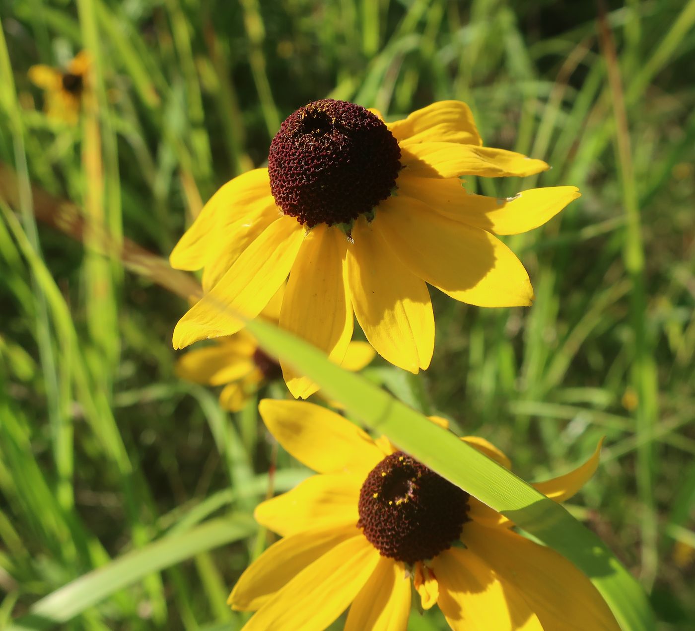 Image of Rudbeckia bicolor specimen.