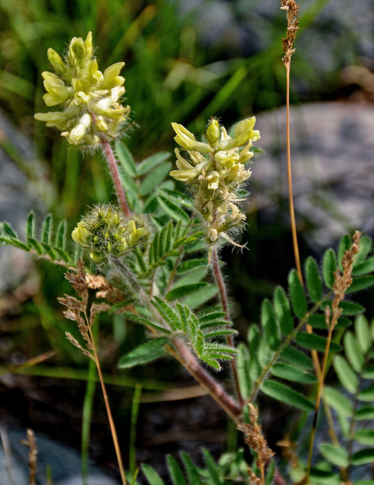 Image of Oxytropis pilosa specimen.