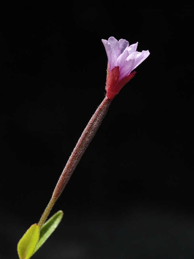 Image of Epilobium palustre specimen.