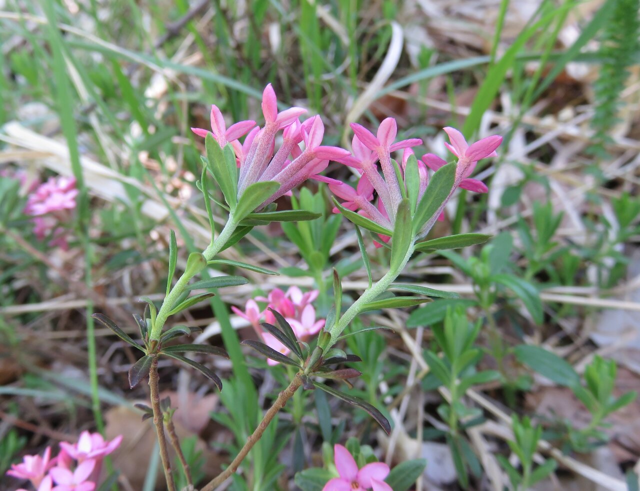 Image of Daphne cneorum specimen.