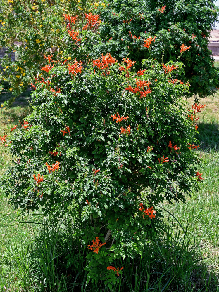 Изображение особи Tecomaria capensis.