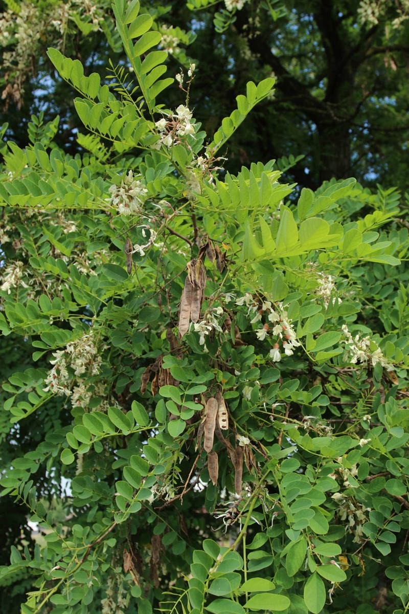 Изображение особи Robinia pseudoacacia.