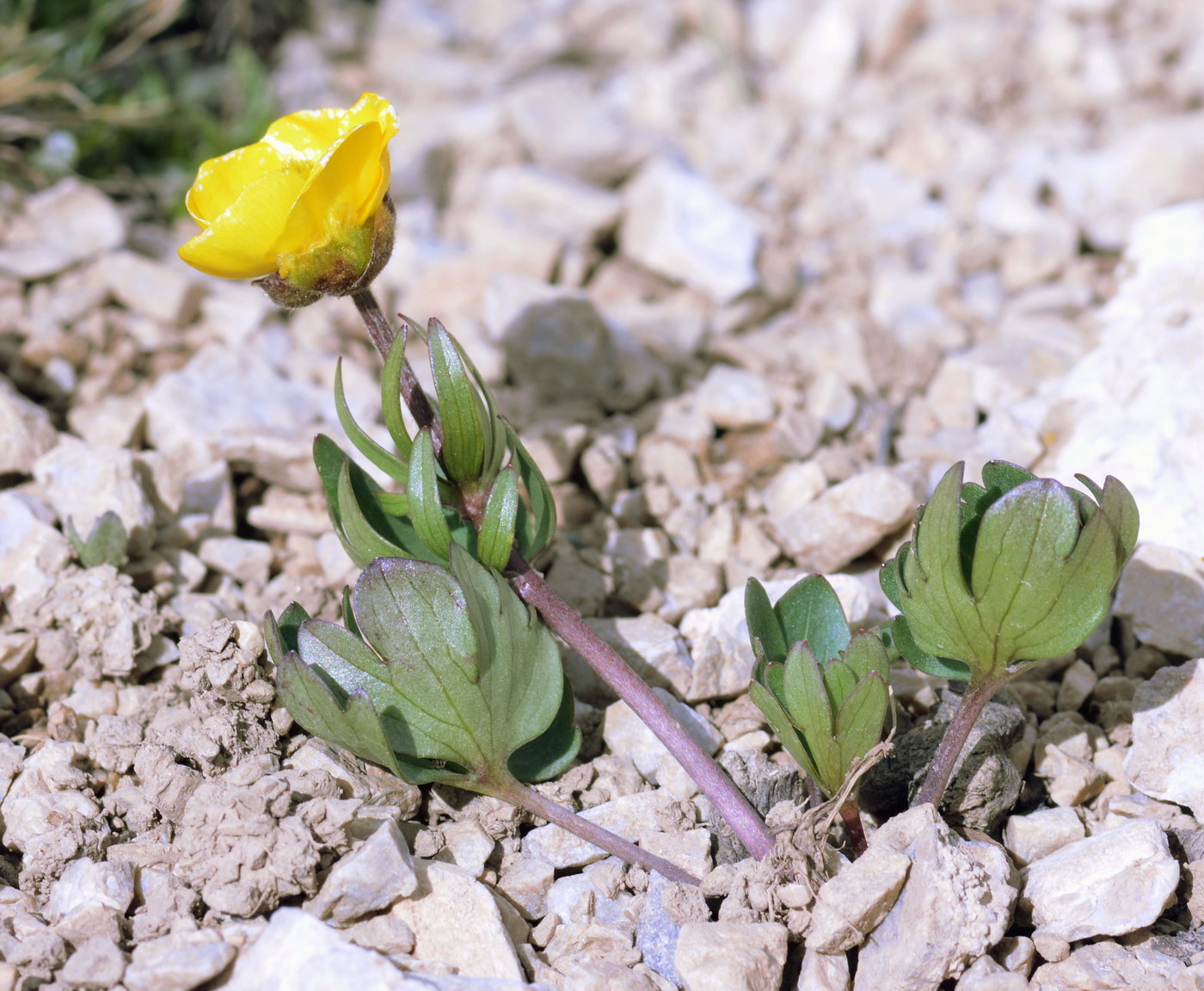 Изображение особи род Ranunculus.