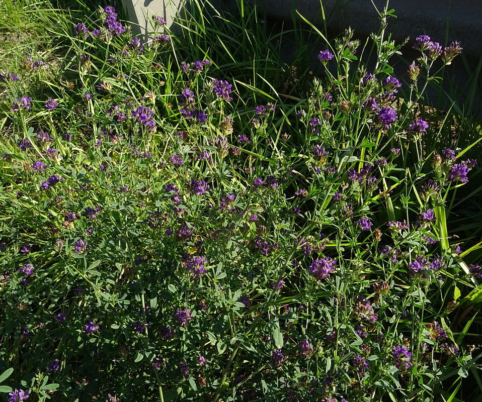 Image of Medicago sativa specimen.