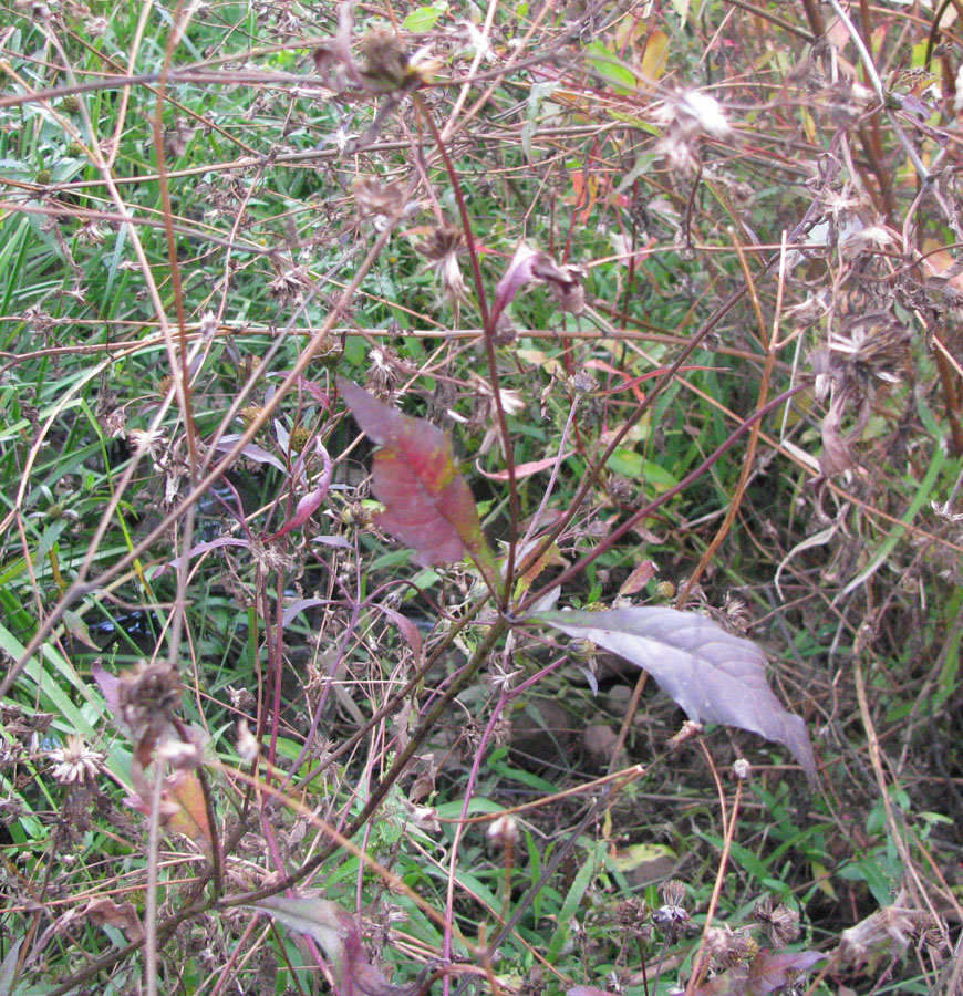 Image of Bidens connata specimen.