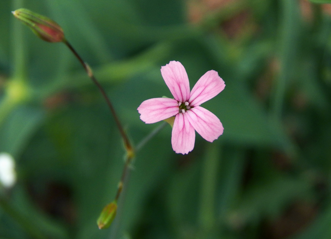 Image of Vaccaria hispanica specimen.