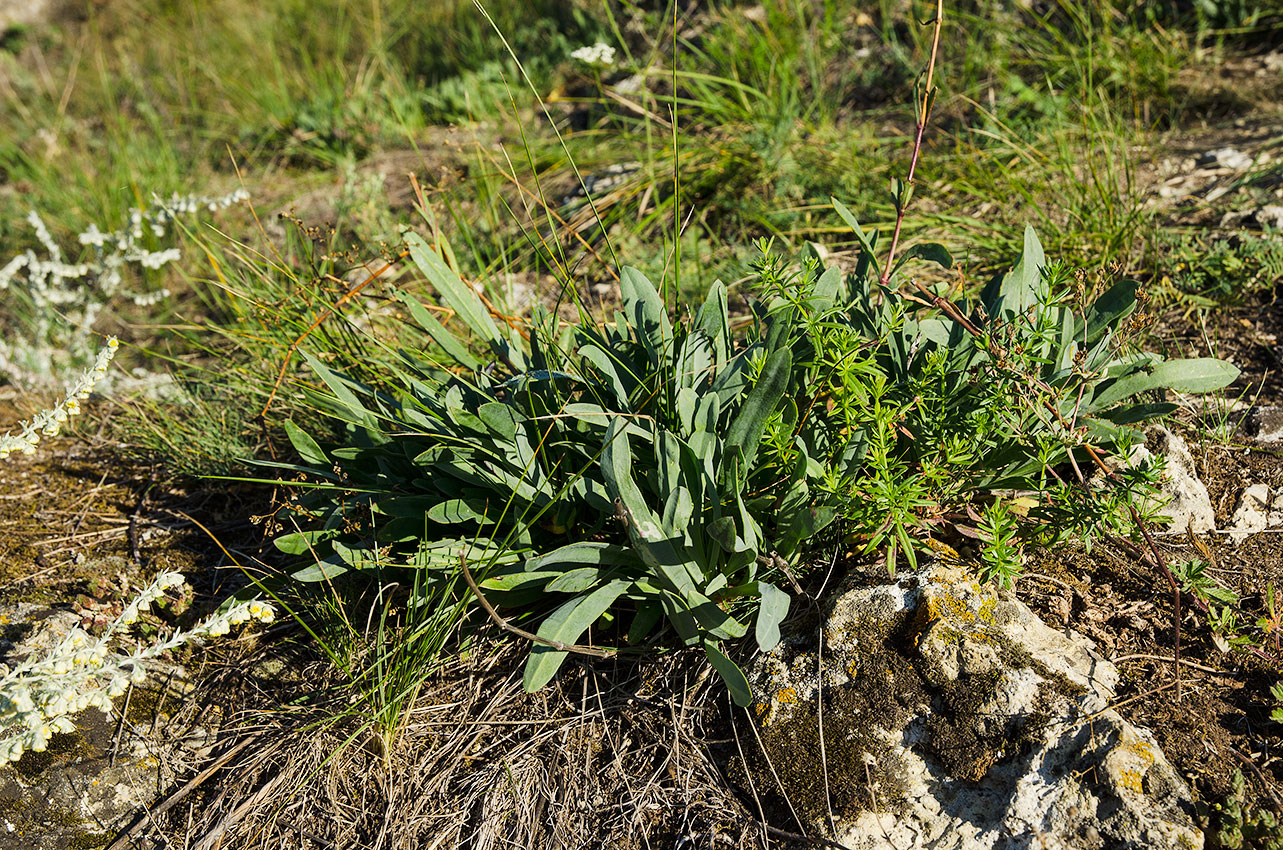 Image of Gypsophila altissima specimen.