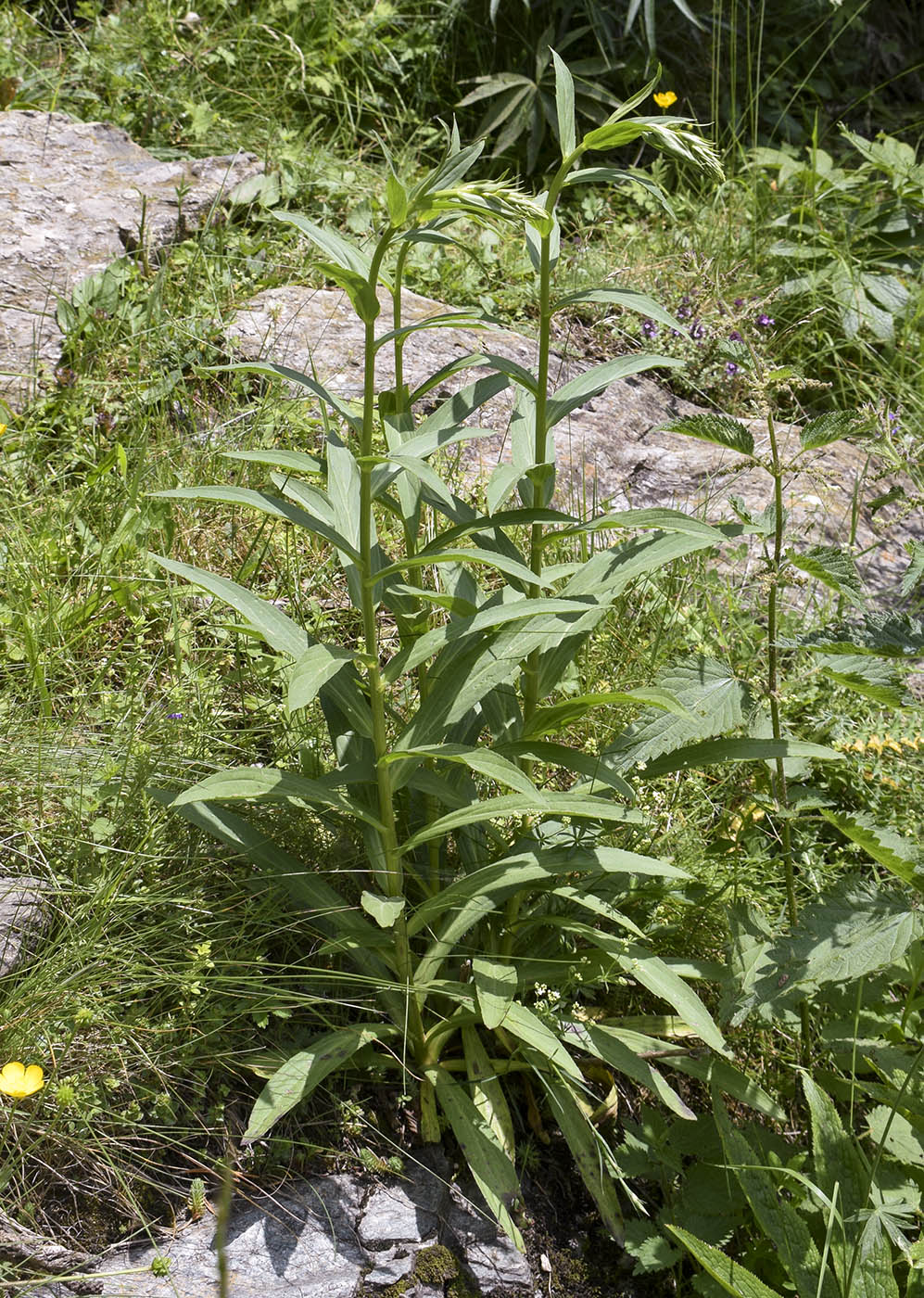 Изображение особи Digitalis lutea.