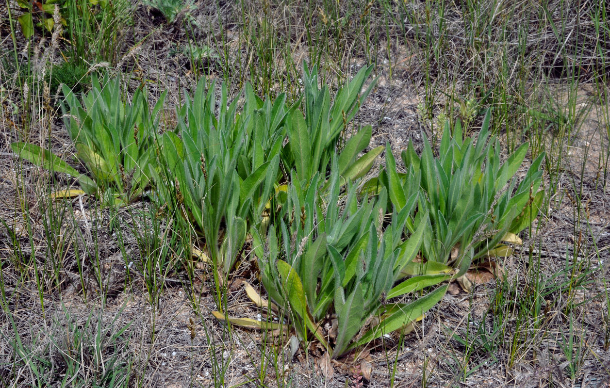 Изображение особи семейство Asteraceae.