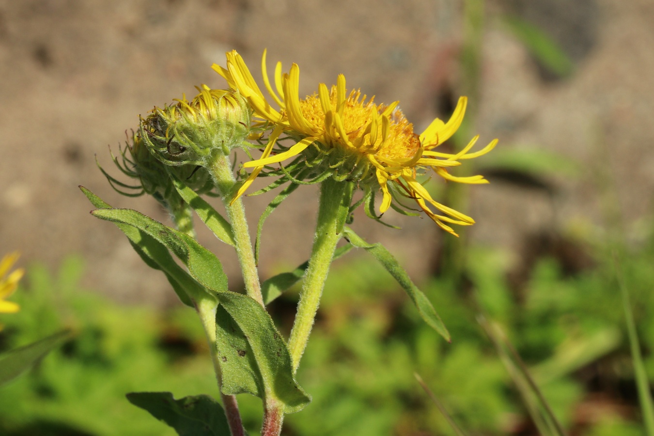 Изображение особи Inula britannica.