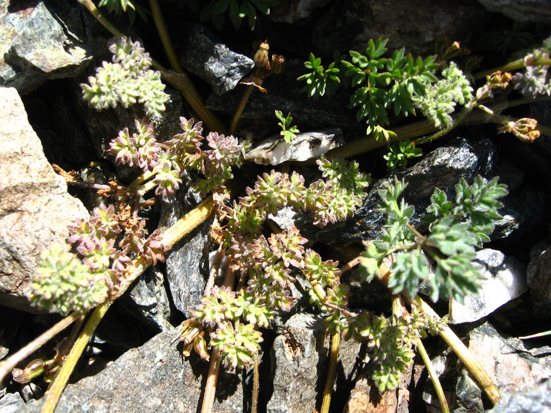 Image of Chaerophyllum humile specimen.