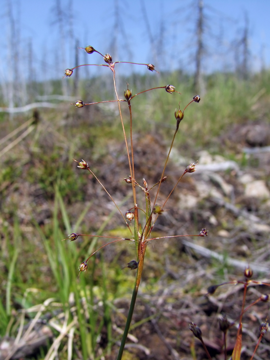 Image of Luzula rufescens specimen.