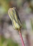 Sonchus bulbosus