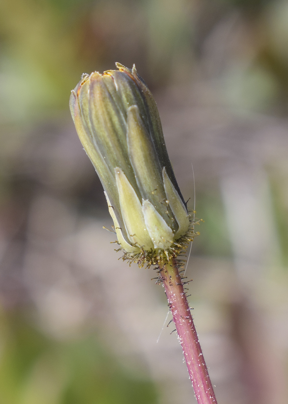 Изображение особи Sonchus bulbosus.