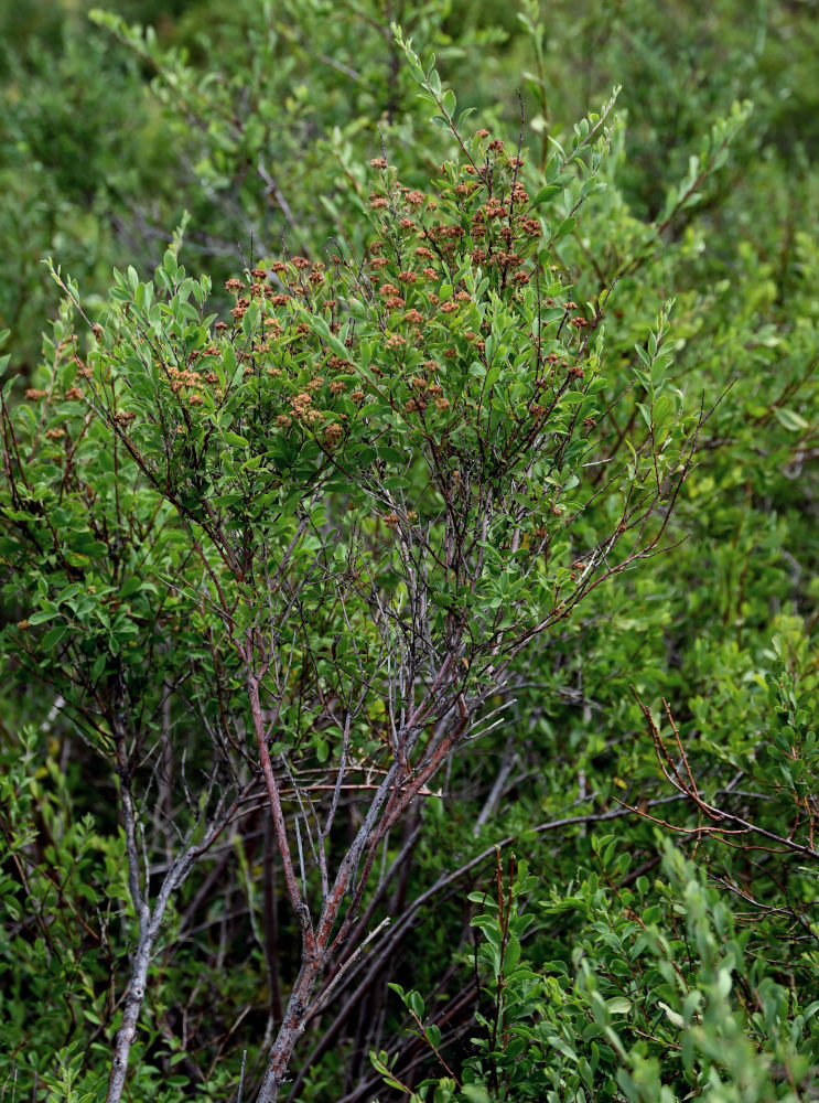 Image of Spiraea hypericifolia specimen.