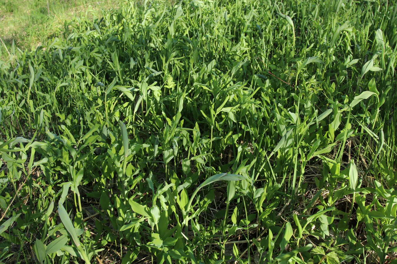 Изображение особи Polygonatum odoratum.