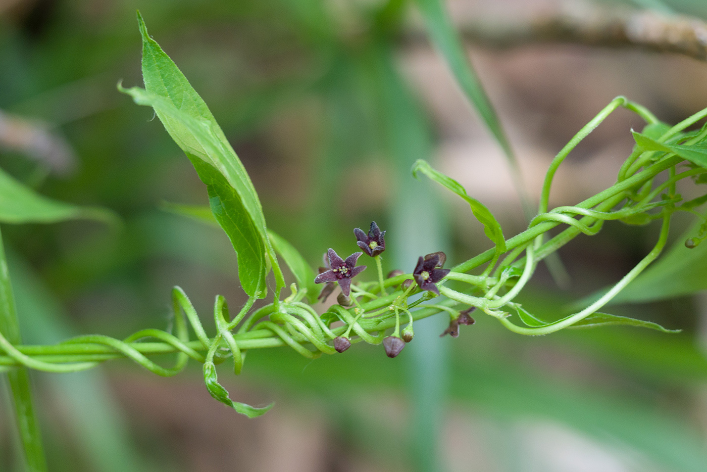 Изображение особи Vincetoxicum scandens.