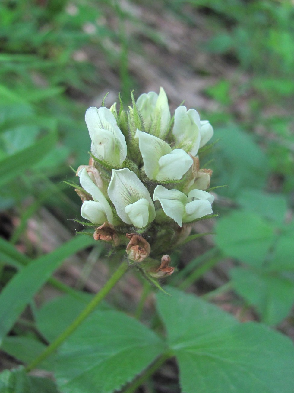 Изображение особи Psoralea acaulis.