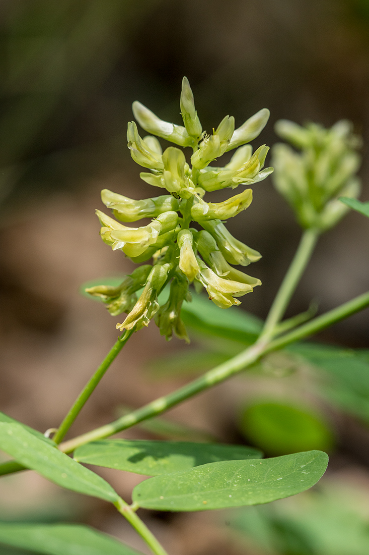 Изображение особи Astragalus glycyphyllos.