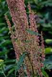 Rumex aquaticus. Часть соплодия и верхние листья. Курильские о-ва, о-в Итуруп, долина р. Водопадная, окраина каменистого пляжа. 16.08.2023.