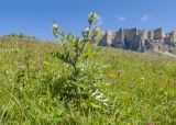 Cirsium buschianum. Цветущее растение. Кабардино-Балкария, Черекский р-н, окр. с/п Верхняя Балкария, южный склон горы Бекаирбаши, ≈ 2100 м н.у.м., субальпийский луг. 29.07.2024.