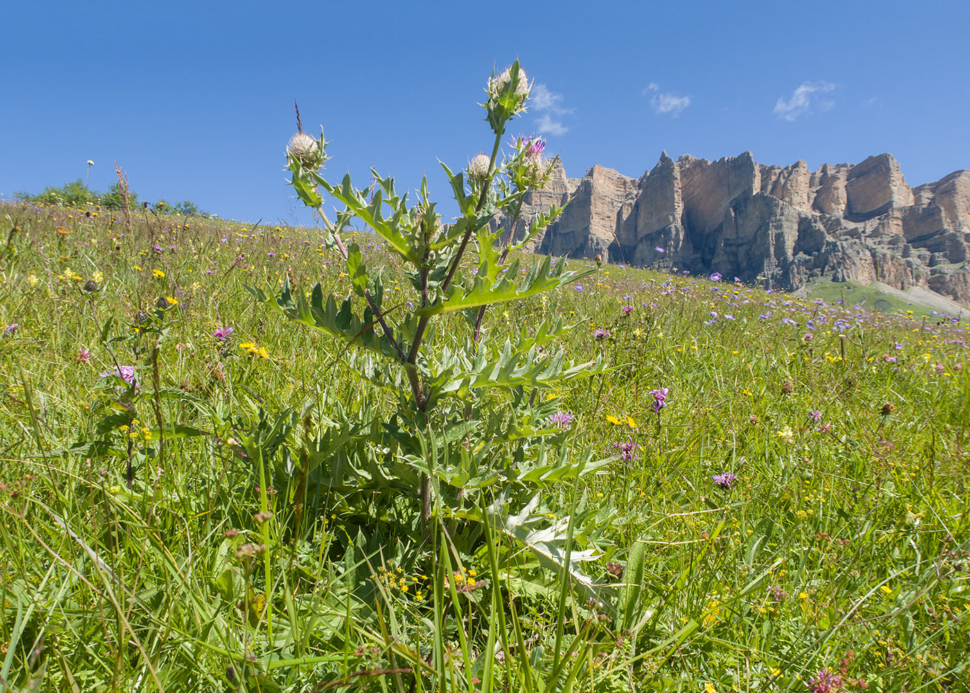 Изображение особи Cirsium buschianum.