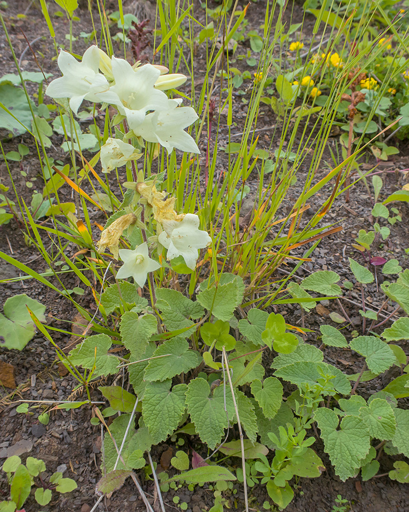 Изображение особи Campanula dolomitica.