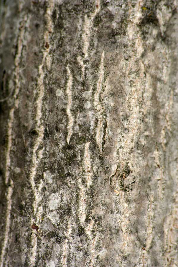 Image of Juglans mandshurica specimen.