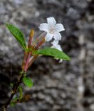 Serissa japonica. Верхушка ветви с цветком и бутонами. Китай, провинция Хунань, гора Тяньмэнь, на скале. 09.06.2024.