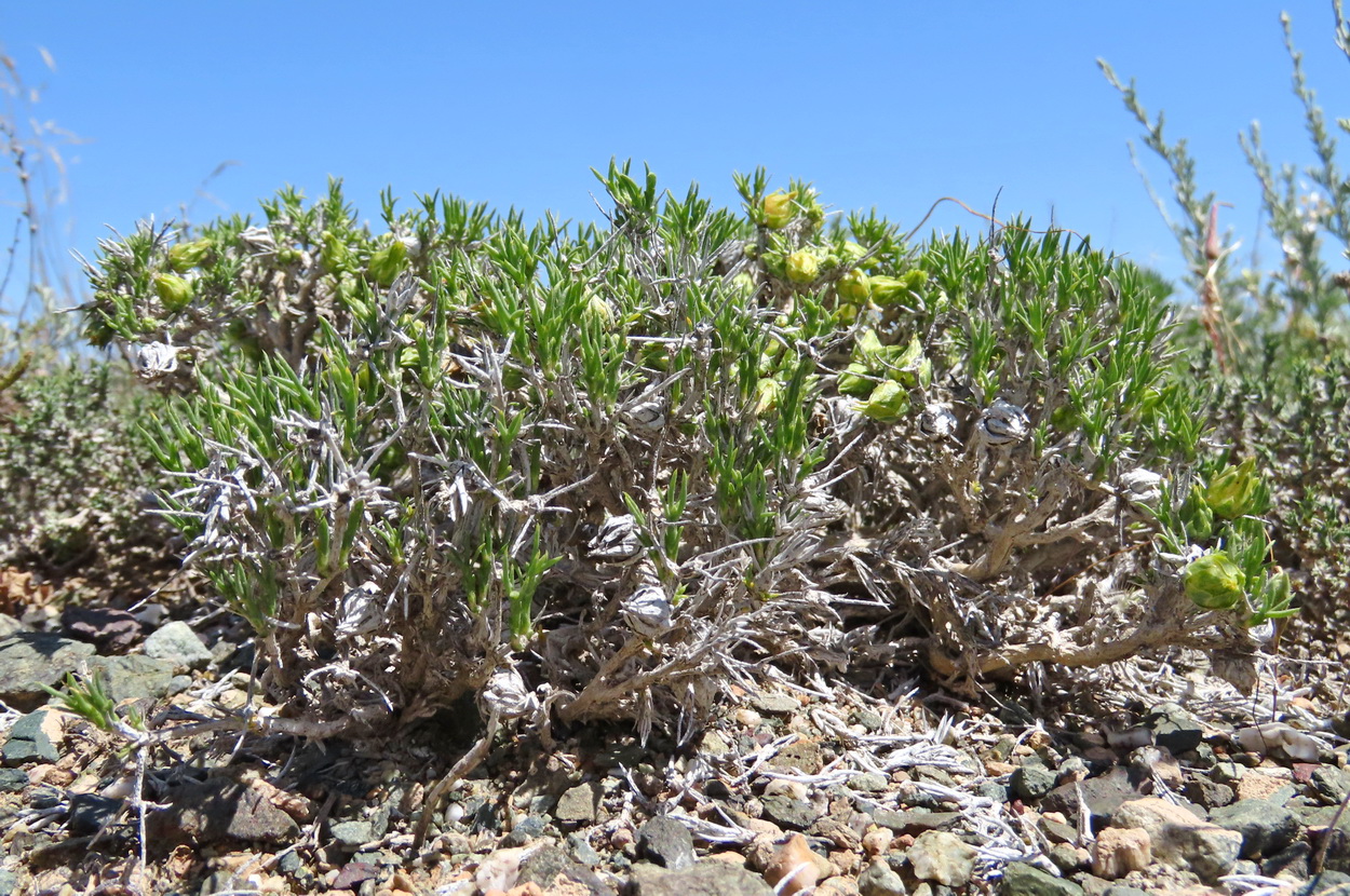 Изображение особи Arthrophytum subulifolium.