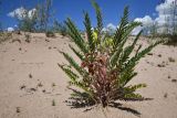 Astragalus rubtzovii. Цветущее и плодоносящее растение. Казахстан, Алматинская обл., Северный Тянь-Шань, дол. р. Кегень, пески Кум-Текей, ≈ 2000 м н.у.м., барханные пески. 26 июля 2024 г.