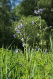 Polemonium caeruleum. Верхушки расцветающих растений. Ленинградская обл., Лужский р-н, окр. дер. Кемка, дол. р. Луга, подошва коренного склона долины, крупнотравный луг с доминированием Phragmites australis и Cirsium oleraceum. 13.06.2024.