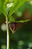 Trillium catesbaei