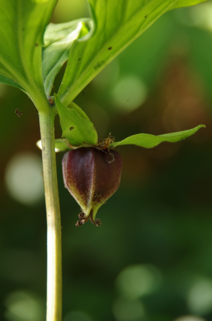 Изображение особи Trillium catesbaei.