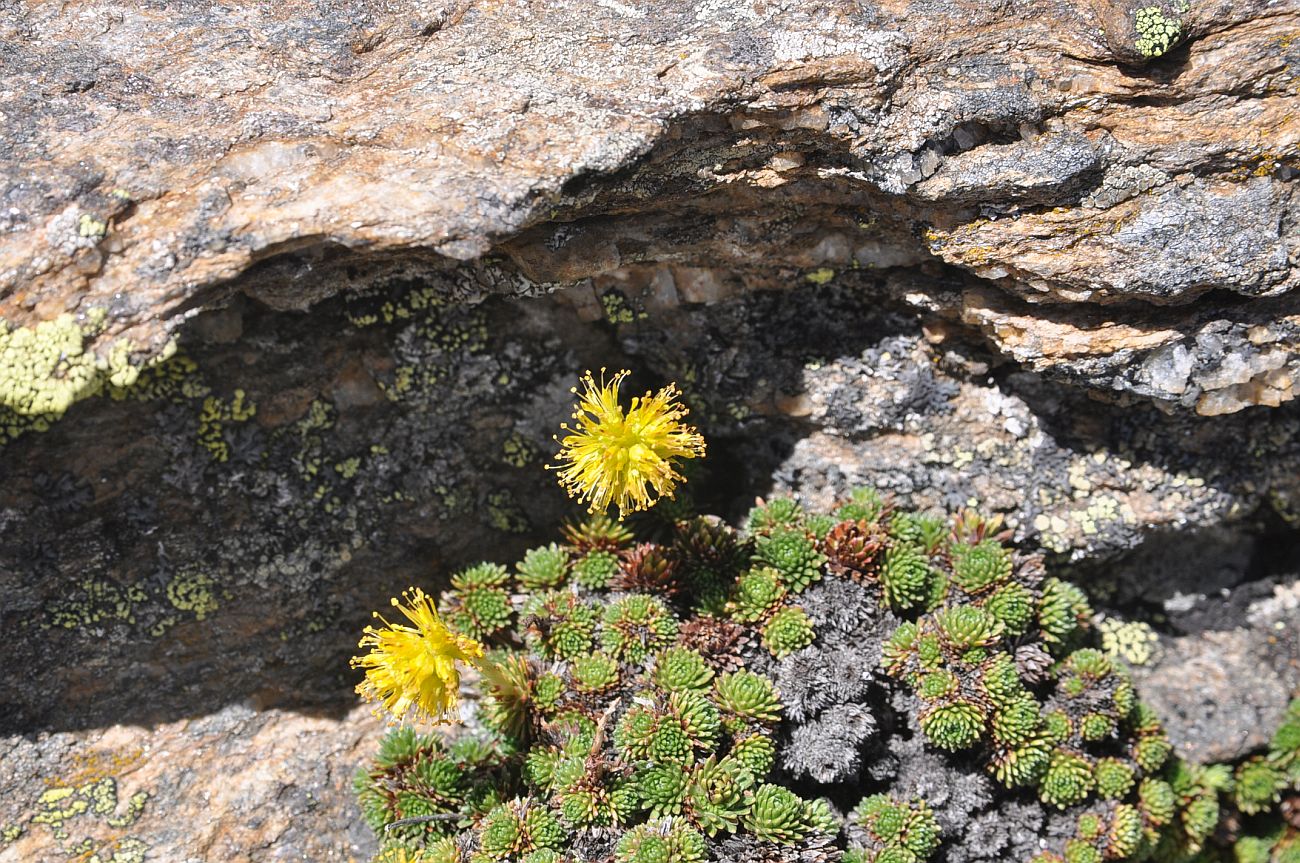 Изображение особи Saxifraga scleropoda.