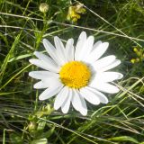 Leucanthemum vulgare. Соцветие. Карачаево-Черкесия, Зеленчукский р-н, гора Джисса, ≈ 1500 м н.у.м., субальпийский луг. 14.06.2024.