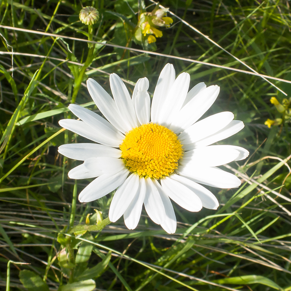 Изображение особи Leucanthemum vulgare.