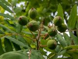 Sorbus domestica. Соплодие и части листьев. Крым, Южный Берег, окр. пос. Лесной, смешанное редколесье возле грунтовой дороги. 26.05.2024.