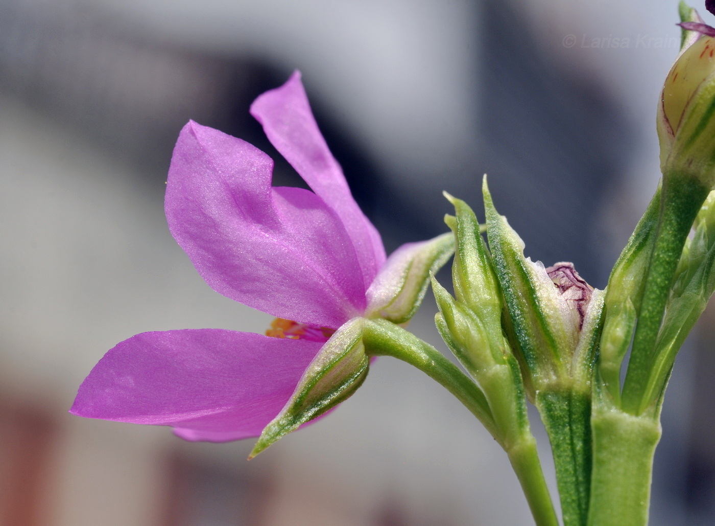 Image of Talinum paniculatum specimen.