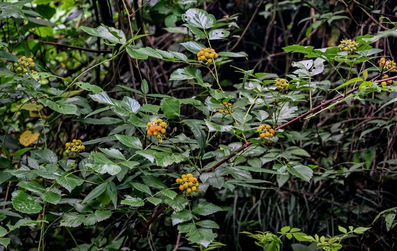 Image of genus Rubus specimen.