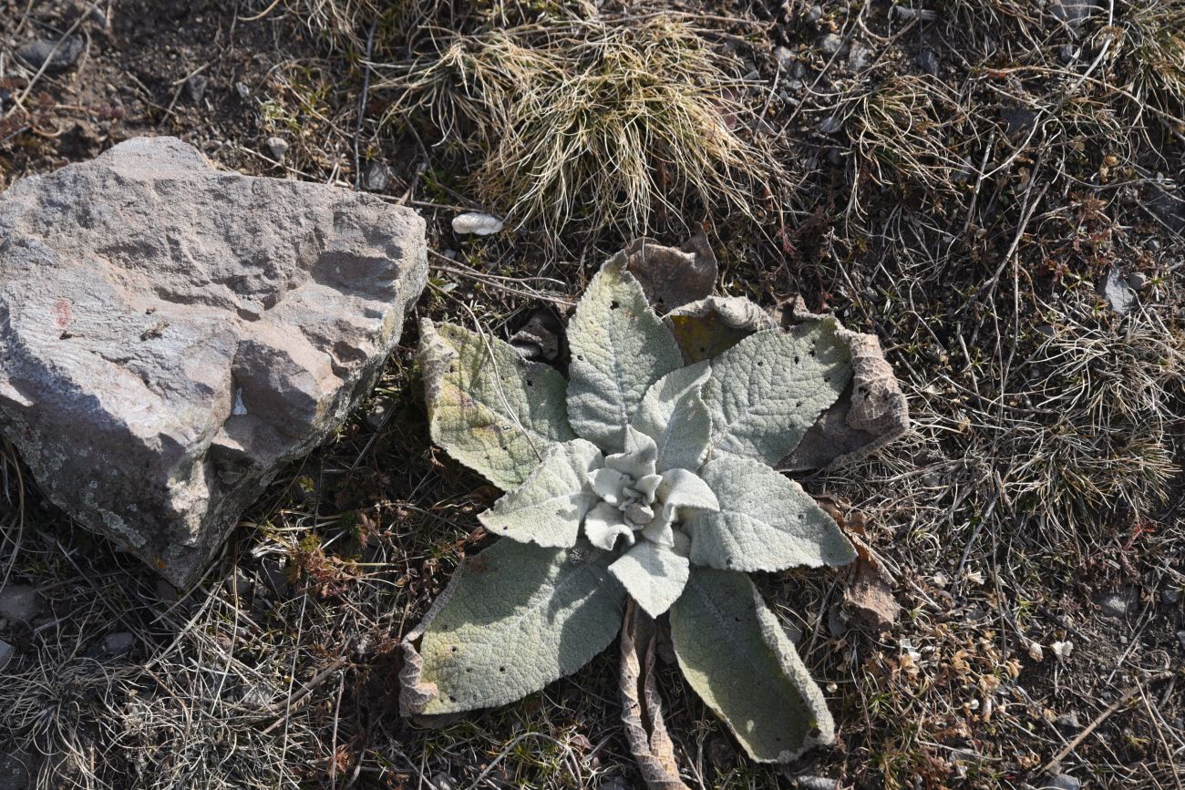 Image of genus Verbascum specimen.