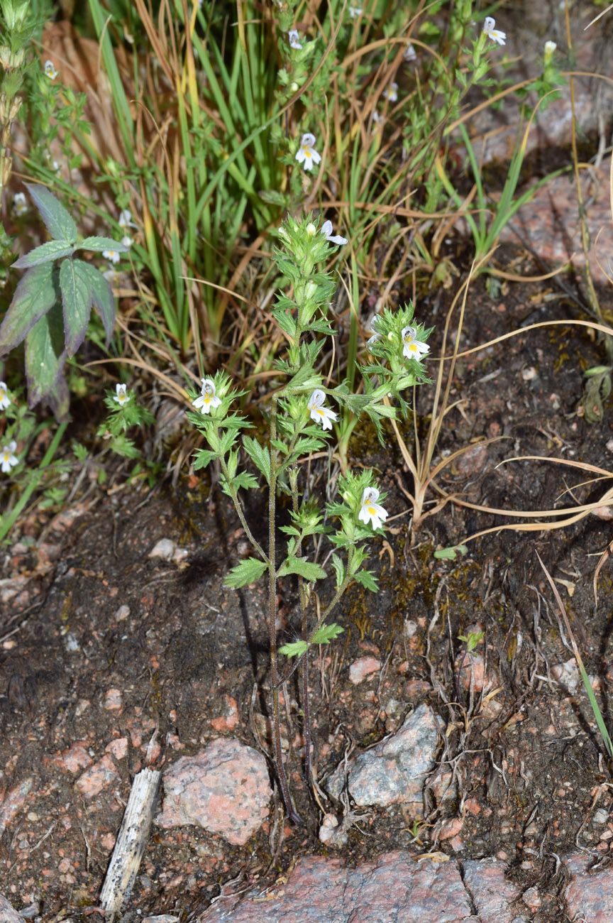 Image of Euphrasia regelii specimen.