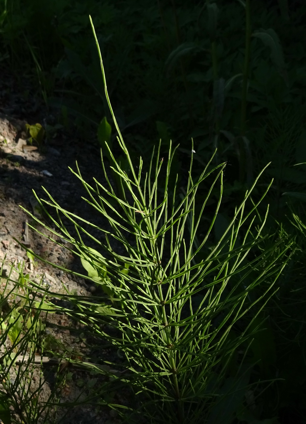 Изображение особи Equisetum arvense.