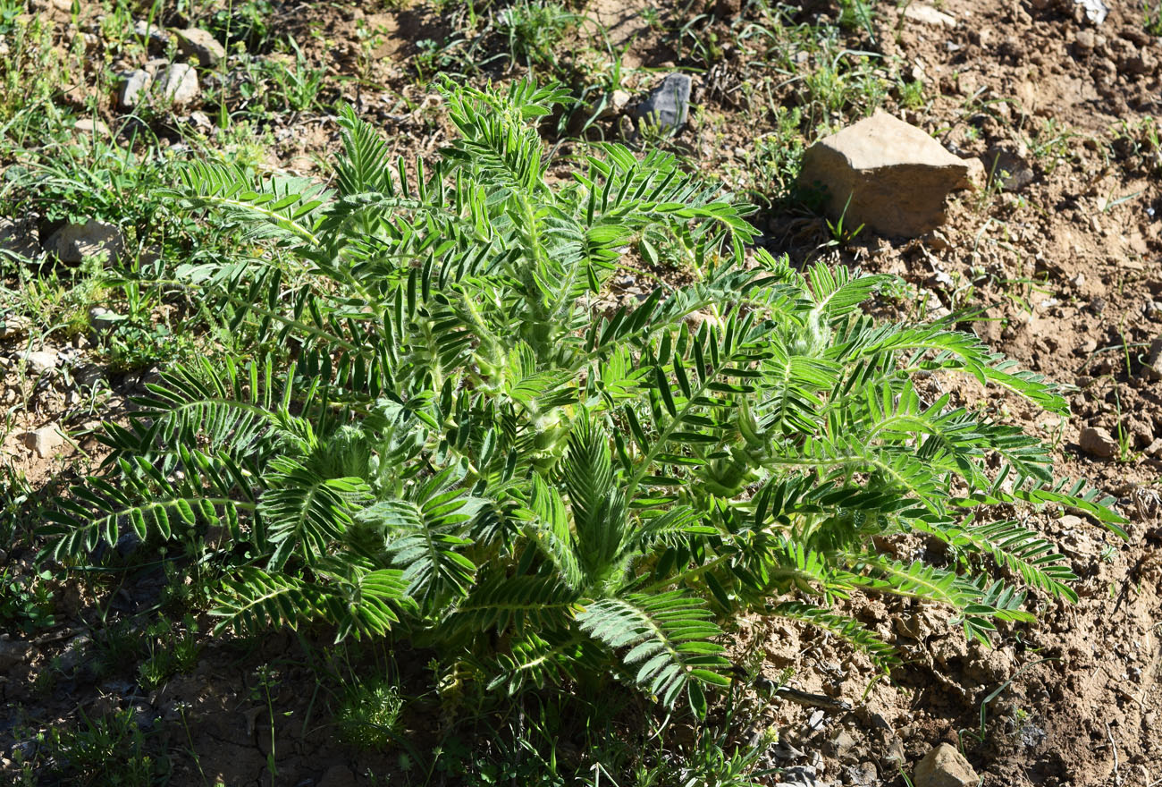 Image of Astragalus sieversianus specimen.