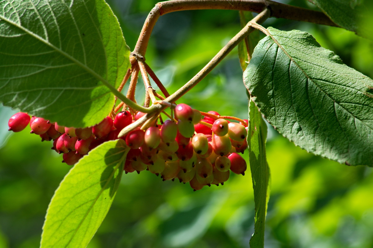 Изображение особи Viburnum lantana.