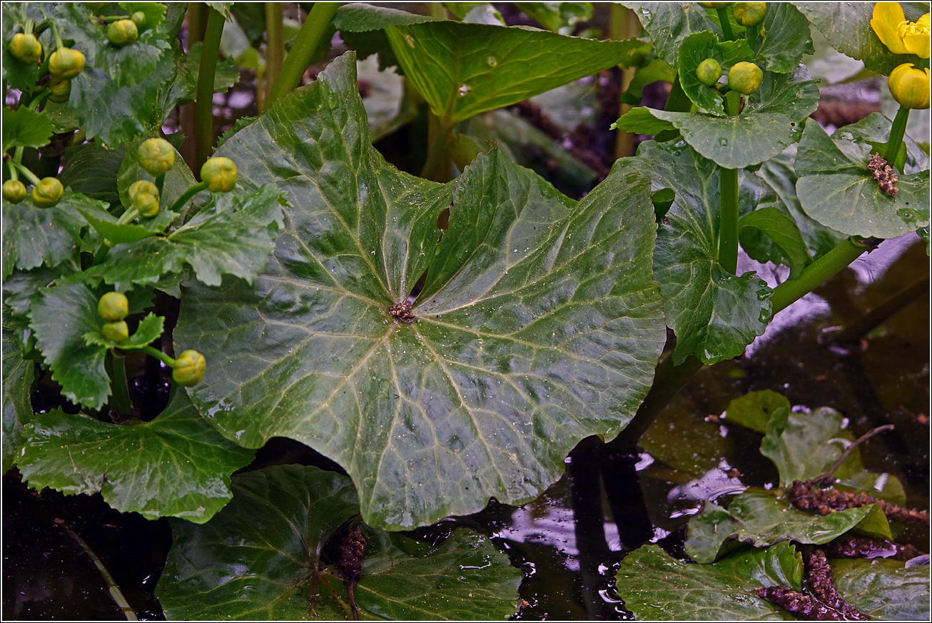 Image of Caltha palustris specimen.