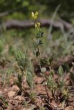 View full-size image Trigonella strangulata