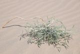 Смотреть изображение Astragalus excedens