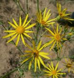 Смотреть изображение Senecio borysthenicus