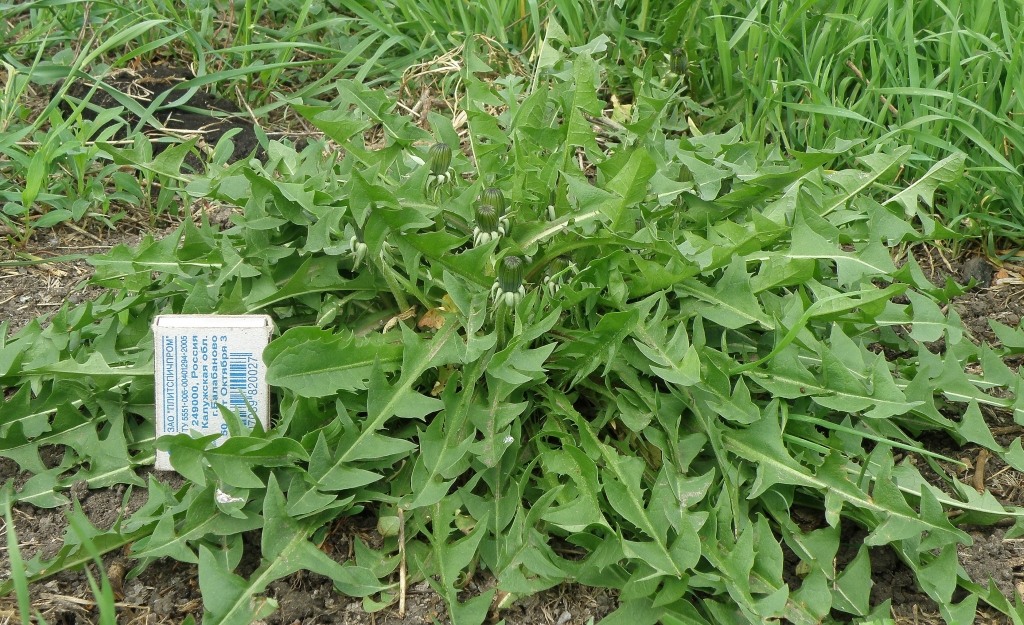 Image of Taraxacum kjellmanii specimen.